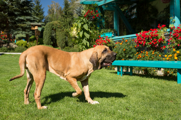 Fila Brasileiro (Brazílsky mastif)